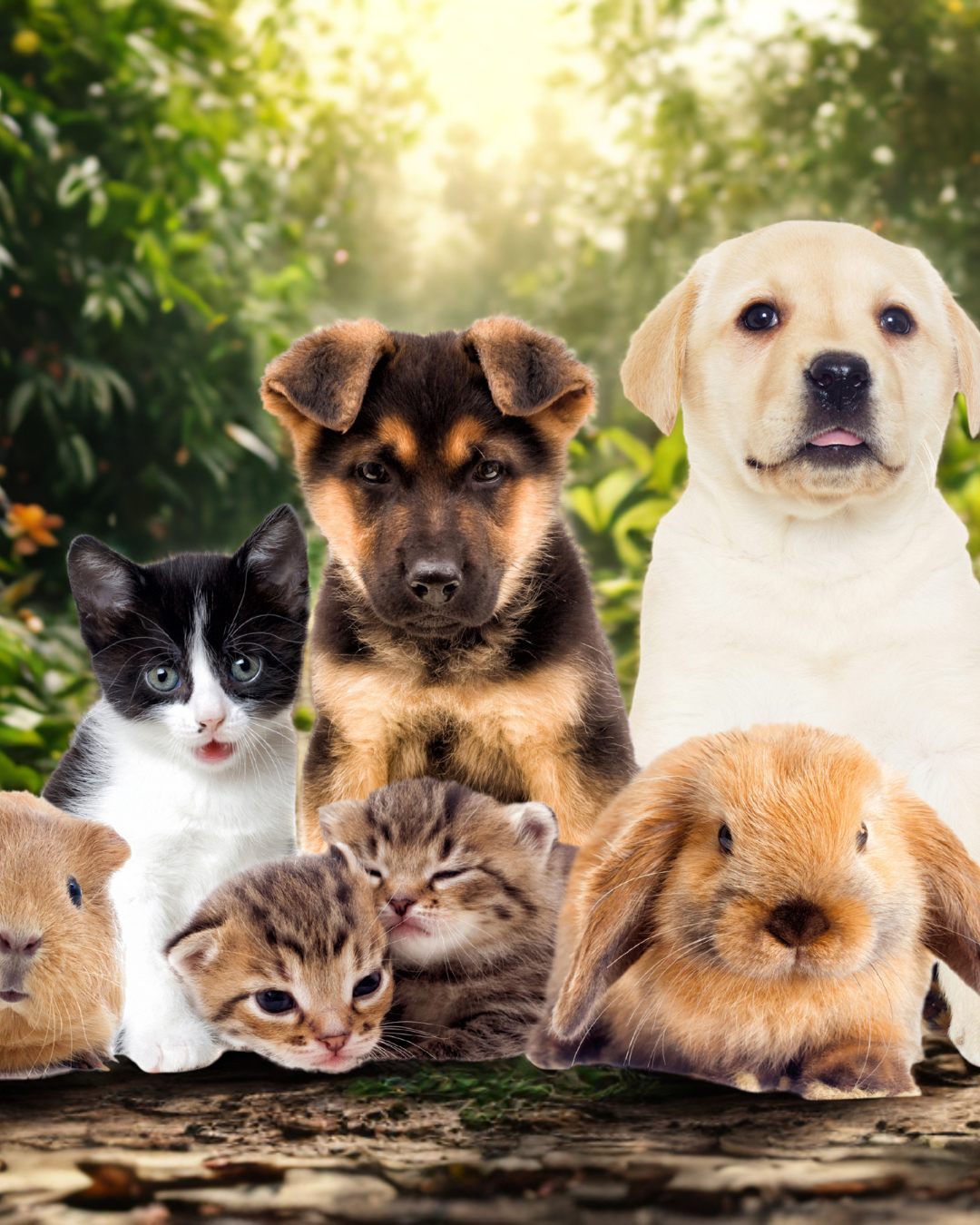 Veterinarias
