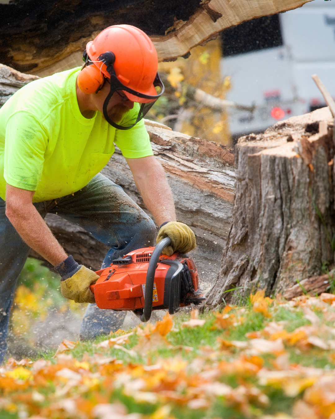 Tree Services